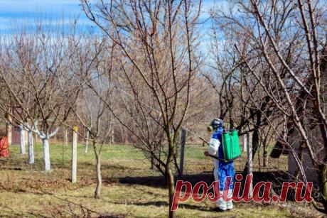 Как отсрочить цветение деревьев? 5 способов на случай заморозков | Уход за садом (Огород.ru)