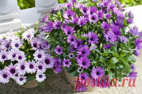 Какие красивые цветы можно сажать на рассаду в марте 2021 года