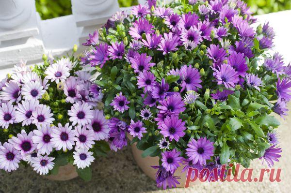 Какие красивые цветы можно сажать на рассаду в марте 2021 года