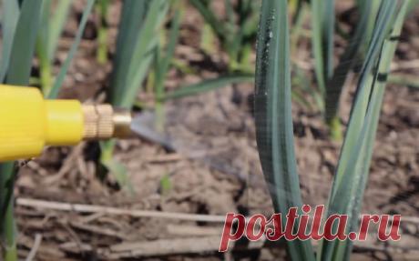 Хвосты лука и чеснока не будут желтеть, а сами луковицы будут расти интенсивней, если правильно обработать растения