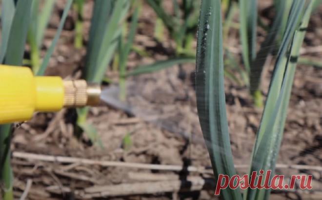 Хвосты лука и чеснока не будут желтеть, а сами луковицы будут расти интенсивней, если правильно обработать растения