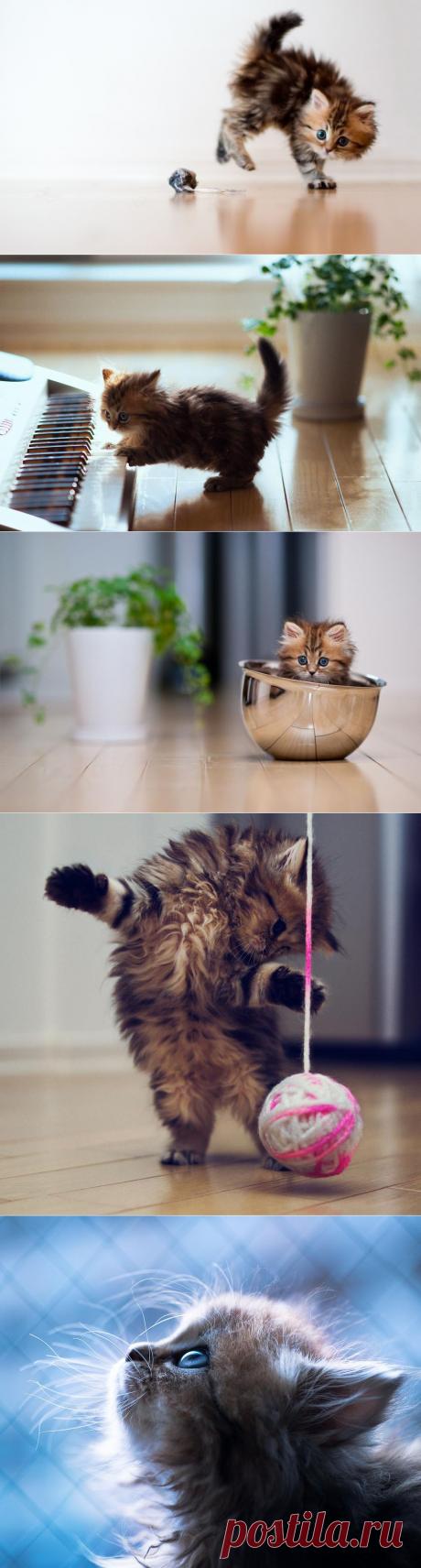 положительных эмоций от такого маленького котенка | Дай лапку