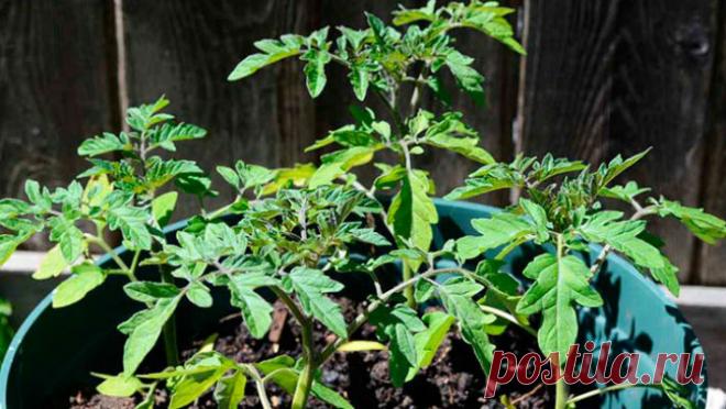 Как вырастить хорошую рассаду помидор в домашних условиях