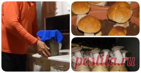 Белые грибы растут прямо на подоконнике! Захотел — добавил в суп, захотел — в картошку! - interesno.win Опытные грибники знают цену белому грибу: найти его сложно, аромат у него...