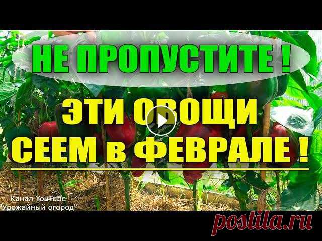 КАКИЕ ОВОЩИ САЖАТЬ В ФЕВРАЛЕ НА РАССАДУ

узор буфы спицами