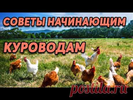 Куры несушки . 5 советов новичкам. Содержание, кормление, профилактика заболеваний.