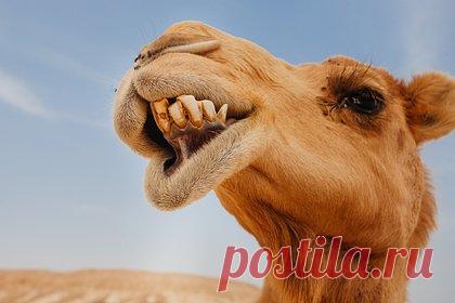 Верблюд напал на ребенка и укусил его за голову. В зоопарке в Турции верблюд напал на десятилетнего мальчика. Животное укусило ребенка за голову и шею и подняло над землей. Мальчик нарушил запрет приближаться к животным и подошел к верблюду слишком близко. Семья успокоила испугавшегося ребенка. Пострадавшего госпитализировали.