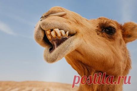 Верблюд напал на ребенка и укусил его за голову. В зоопарке в Турции верблюд напал на десятилетнего мальчика. Животное укусило ребенка за голову и шею и подняло над землей. Мальчик нарушил запрет приближаться к животным и подошел к верблюду слишком близко. Семья успокоила испугавшегося ребенка. Пострадавшего госпитализировали.