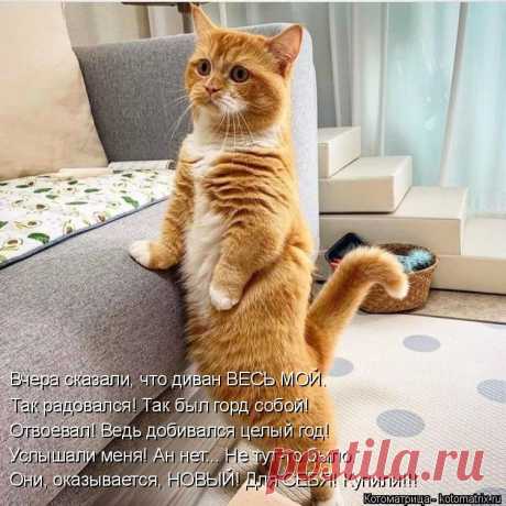 Котоматрица: Свежак