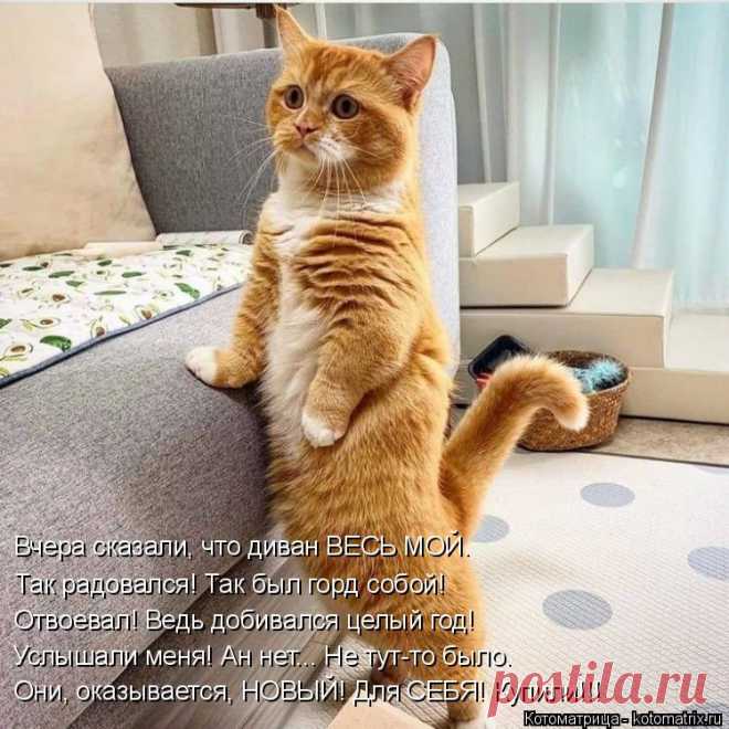 Котоматрица: Свежак
