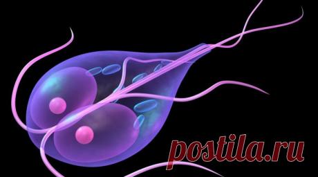 25 эффективных рецептов народной медицины — как избавиться от ЛЯМБЛИЙ в организме — В Курсе Жизни