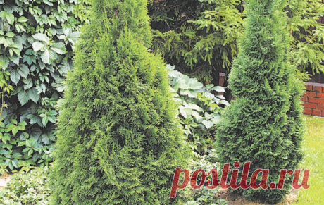 Как посадить и вырастить красивые композиции из хвойных — 6 соток