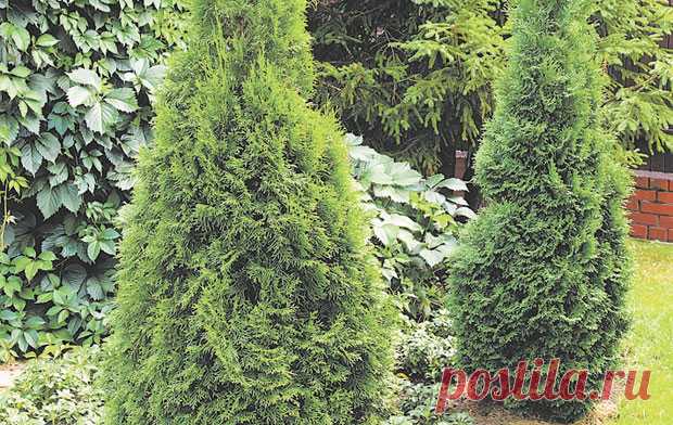 Как посадить и вырастить красивые композиции из хвойных — 6 соток