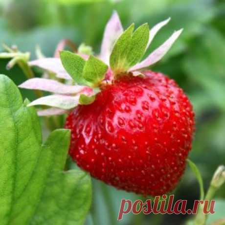 Самые вкусные сорта клубники