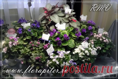 Трейлеры (ампельные) фиалки - FloraPiter.Ru коллекционные ФИАЛКИ из Санкт-Петербурга