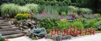 dianthus barbatus - Поиск в Google