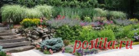 dianthus barbatus - Поиск в Google