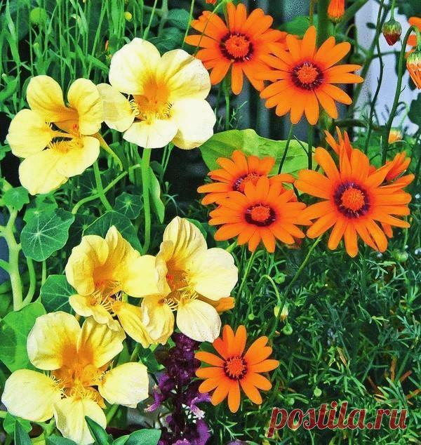 Необычные сорта привычных цветов для Вашего сада Как известно, новое — это хорошо забытое старое. Не верите в эту прописную истину? И напрасно! Попытаемся вас разубедить! Настурция Снежный человек до сих пор остается легендой. Но настурция с этим названием …