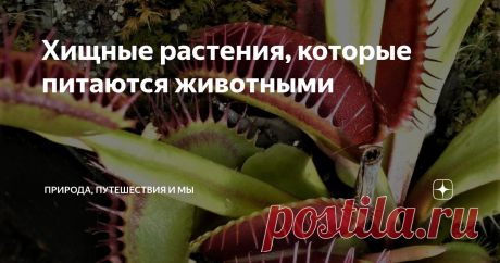 Хищные растения, которые питаются животными