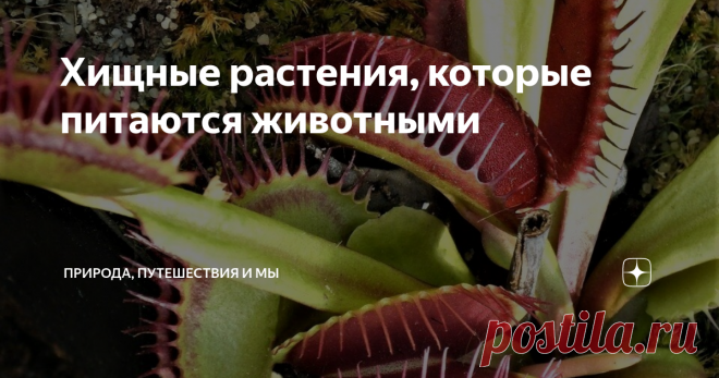 Хищные растения, которые питаются животными
