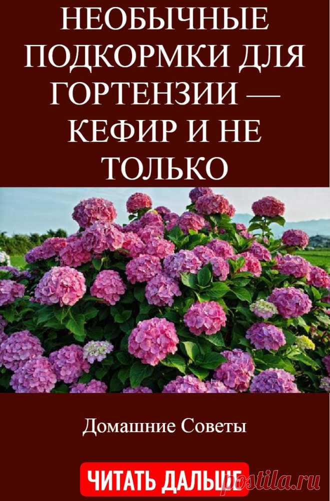 НЕОБЫЧНЫЕ ПОДКОРМКИ ДЛЯ ГОРТЕНЗИИ — КЕФИР И НЕ ТОЛЬКО