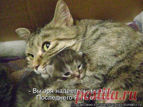 Без кота и жизнь не та ツ