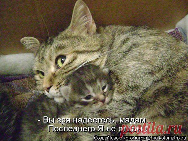 Без кота и жизнь не та ツ