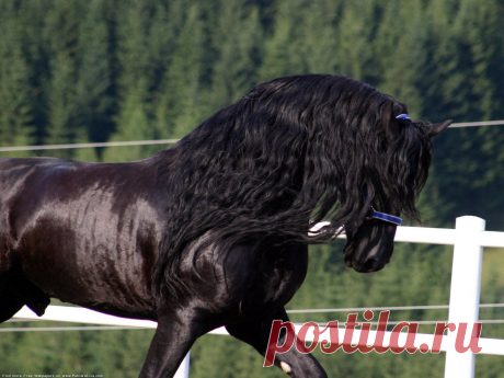 the-friesian-leader-67946.jpg (изображение «JPEG», 1920 × 1440 пикселов) - Масштабированное (40%)