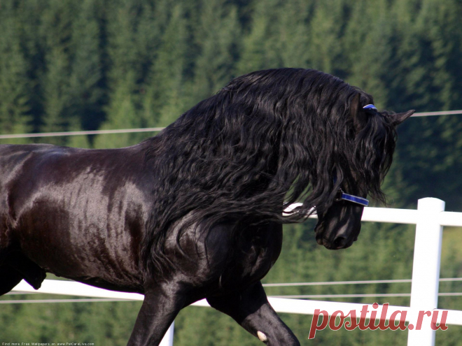 the-friesian-leader-67946.jpg (изображение «JPEG», 1920 × 1440 пикселов) - Масштабированное (40%)