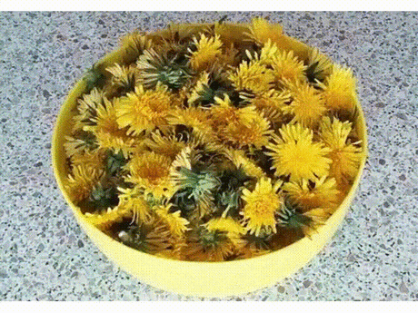 Одуванчик - ЭЛИКСИР ЖИЗНИ, А КАКОЕ ЛЕКАРСТВО!!!
Лекарственный одуванчик — растение неприхотливое, но содержащее в себе добрую половину химических элементов таблицы Менделеева.
Натрий, калий, марганец, магний, алюминий, железо, медь, кальций, а также витамины А, С, F и группы В.
Издавна за одуванчиком закрепился статус «эликсира жизни», обладающего болеутоляющим, желчегонным, мочегонным, потогонным, противовоспалительным и тонизирующим действиями.
Во Франции его разводят на плантациях. Листья его