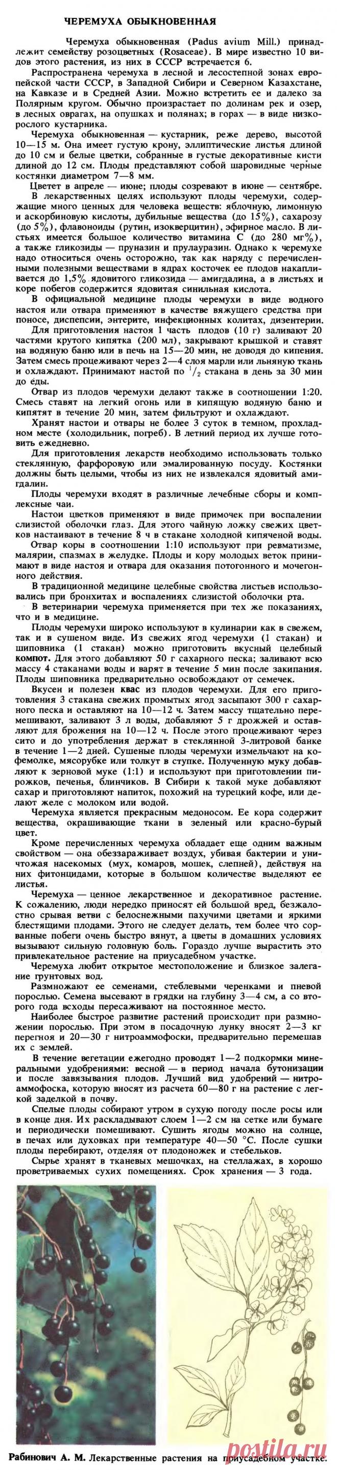 Черемуха обыкновенная