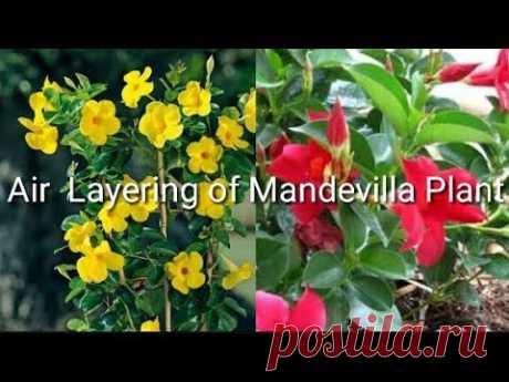 Air layering of #ALLAMANDA# plant.