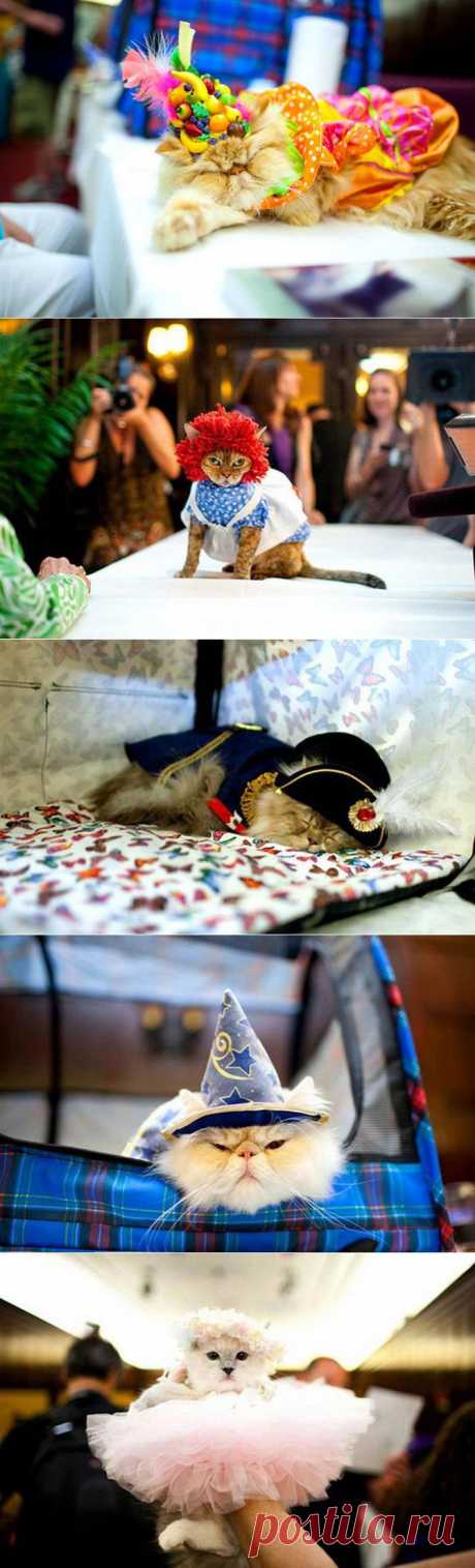 Кошачий показ мод в честь Матильды.