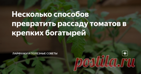 Несколько способов превратить рассаду томатов в крепких богатырей Рассада томатов очень капризна, и добиться от нее хорошего роста, а потом и урожая, крайне сложно. Тем более, большинство огородников не любят использовать химические удобрения для рассады, все больше пользуясь народными рецептами. Вот несколько простых способов заложить крепкую основу для будущих помидоров.