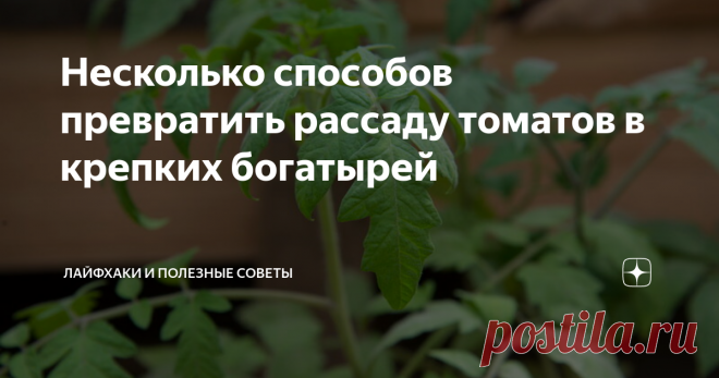 Несколько способов превратить рассаду томатов в крепких богатырей Рассада томатов очень капризна, и добиться от нее хорошего роста, а потом и урожая, крайне сложно. Тем более, большинство огородников не любят использовать химические удобрения для рассады, все больше пользуясь народными рецептами. Вот несколько простых способов заложить крепкую основу для будущих помидоров.