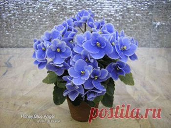 Фиалка: советы начинающим, основанные на собственном опыте