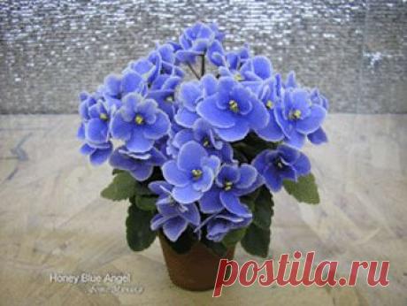 Фиалка: советы начинающим, основанные на собственном опыте