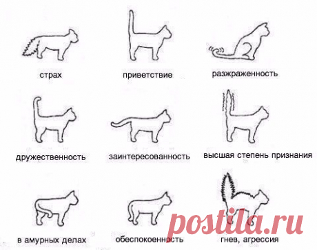 Понимай язык своего кота без слов