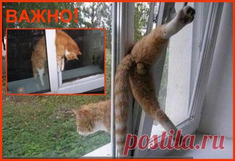 Безопасность наших животных - это важно!