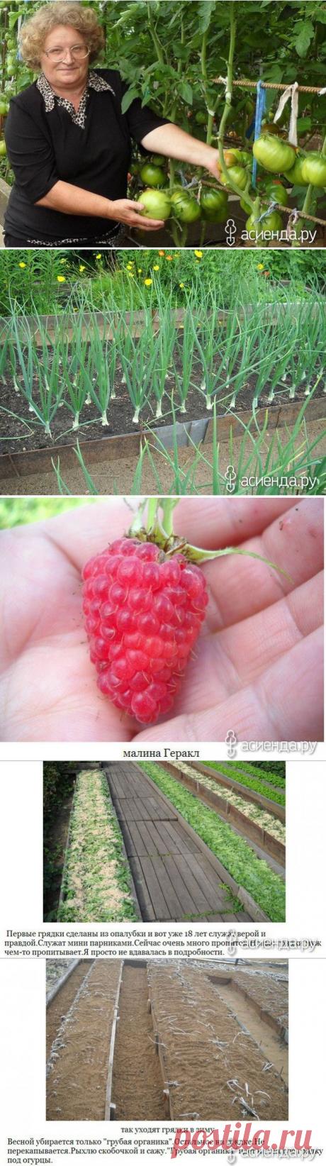 ОГОРОД И СОВЕТЫ ОТ НАТАЛИИ БЕРЕЖНОВОЙ: Группа Наши грядки