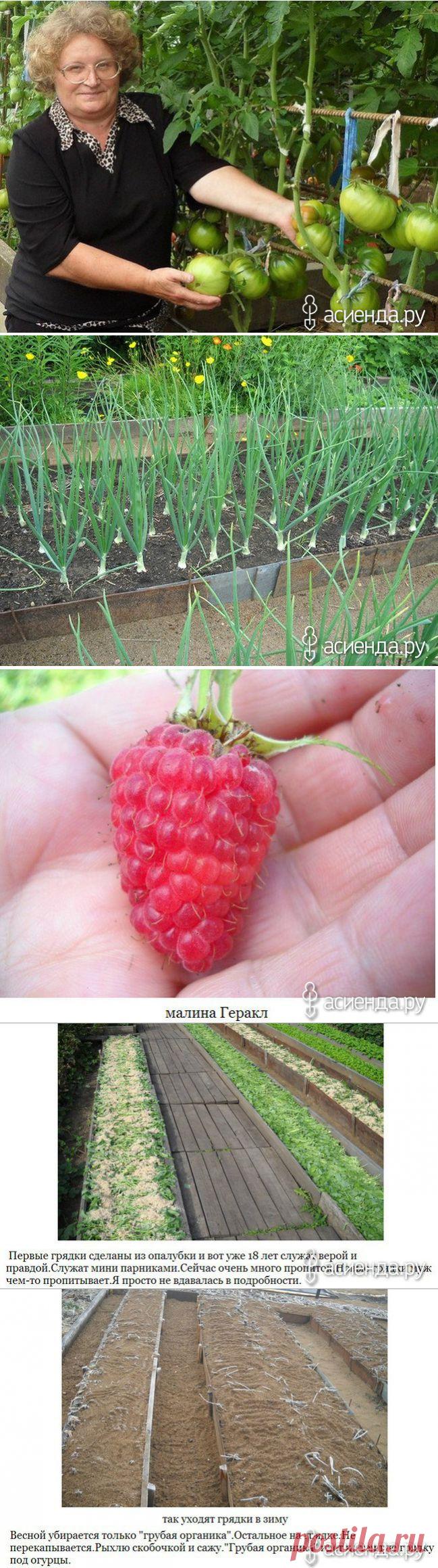 ОГОРОД И СОВЕТЫ ОТ НАТАЛИИ БЕРЕЖНОВОЙ: Группа Наши грядки