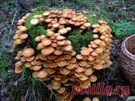 Как вырастить опята на даче - Эфария Любители грибов могут собирать опята без долгого хождения в лесу. Их можно без особых усилий вырастить у себя на дачном участке. В лесу опята растут на заваленных, загнивших деревьях, на пенечках. На дачном участке для них можно создать те же условия. Опята считаются самыми вкусными и ароматными грибами. Из них делают салаты, используют при приготовлении