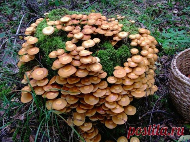 Как вырастить опята на даче - Эфария Любители грибов могут собирать опята без долгого хождения в лесу. Их можно без особых усилий вырастить у себя на дачном участке. В лесу опята растут на заваленных, загнивших деревьях, на пенечках. На дачном участке для них можно создать те же условия. Опята считаются самыми вкусными и ароматными грибами. Из них делают салаты, используют при приготовлении