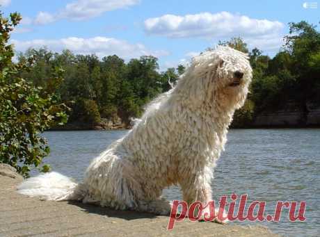 Комондор - собака с дредами - Путешествуем вместе