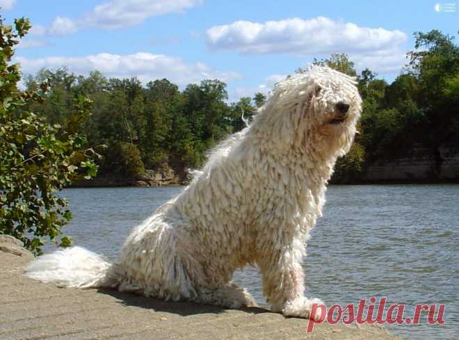 Комондор - собака с дредами - Путешествуем вместе