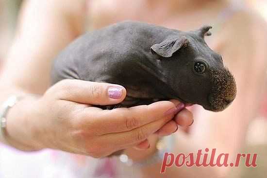 Бритые морские свинки очень похожи на детенышей бегемота