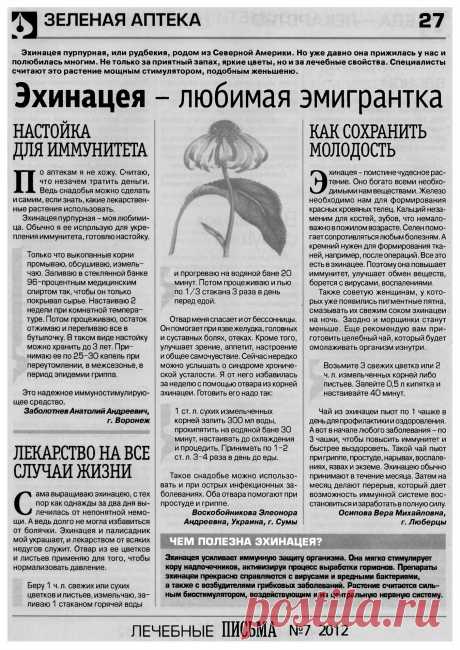 Эхинацея - любимая эмигрантка