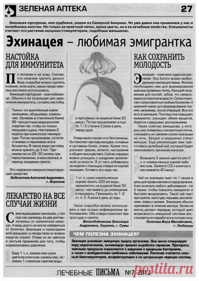 Эхинацея - любимая эмигрантка
