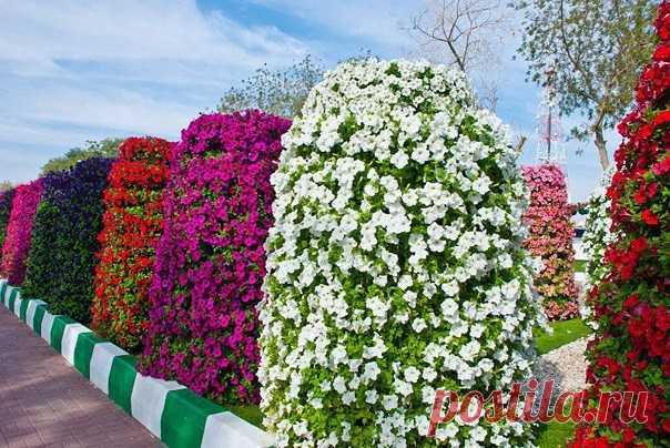 (36) Одноклассники