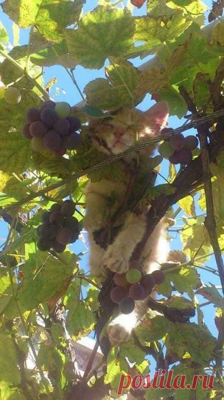(38) Facebook